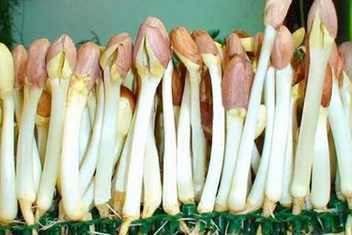 鲜为人知 这物居然是长寿菜