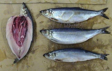 冬季不宜食用的5种食物  冬季饮食原则